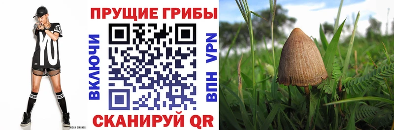 Купить где  Крымск  Псилоцибиновые грибы Magic Shrooms 